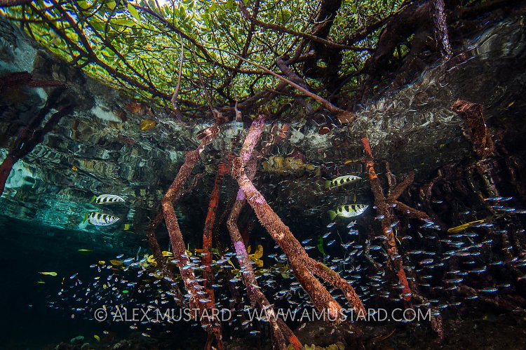 Mangrove Scene. Indonesia