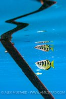 Archerfish Reflection. Indonesia