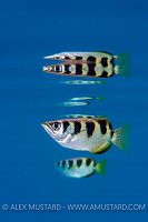 Archerfish Reflections. Indonesia