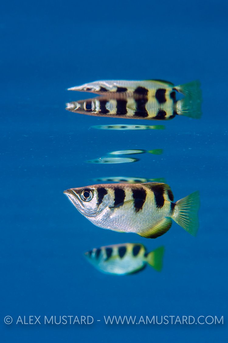 Archerfish Reflections. Indonesia