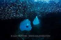 Boo Windows With Silversides. Indonesia