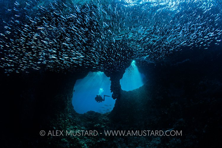 Boo Windows With Silversides. Indonesia