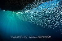Silversides And Sun. Indonesia