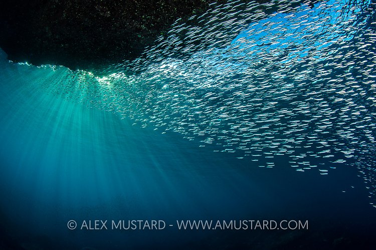 Silversides And Sun. Indonesia