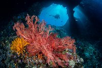 Boo Windows Scene. Indonesia