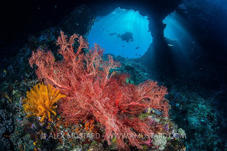 Boo Windows Scene. Indonesia