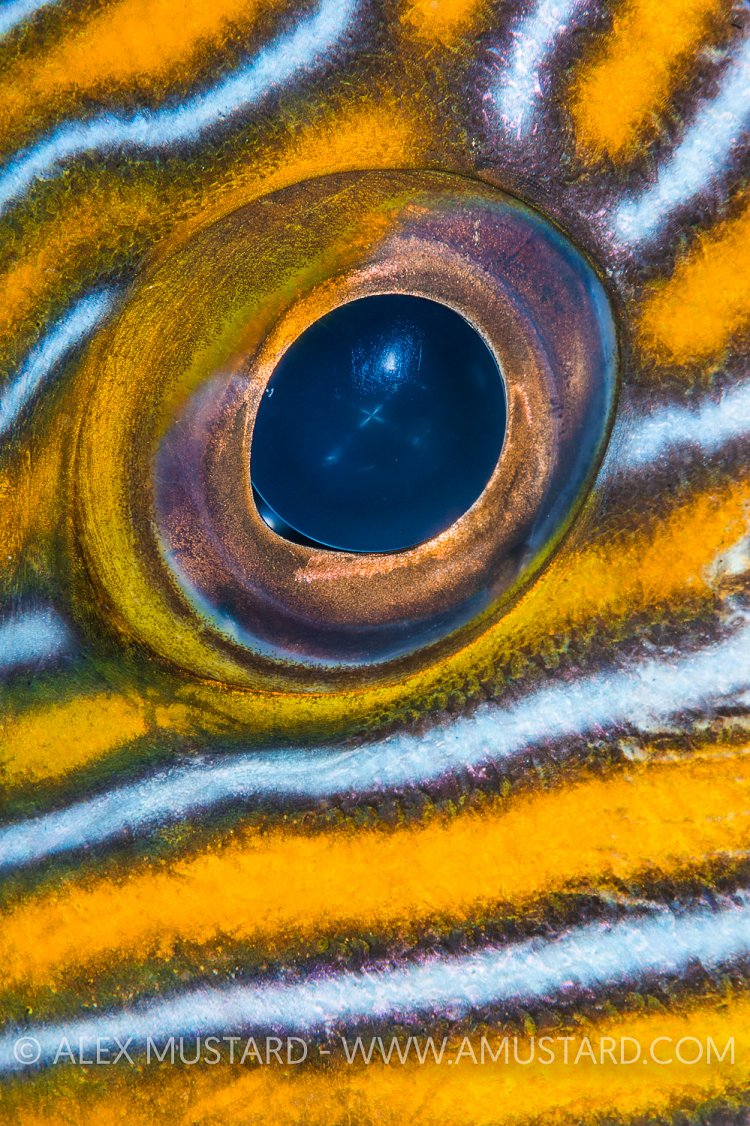 Sweetlips Eye. Indonesia