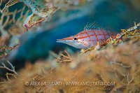 Long Nose Portrait. Indonesia