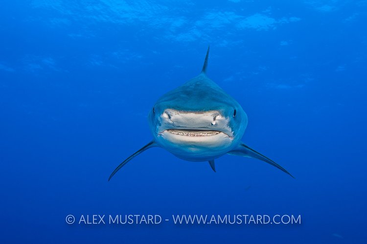 A huge female tiger shark (Galeocerdo cuvier) in open water. Grand Bahama, Northwest Providence Channel, Bahamas. Tropical West Atlantic Ocean.