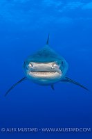 A huge female tiger shark (Galeocerdo cuvier) in open water. Grand Bahama, Northwest Providence Channel, Bahamas. Tropical West Atlantic Ocean.
Canvas extended to make vertical.