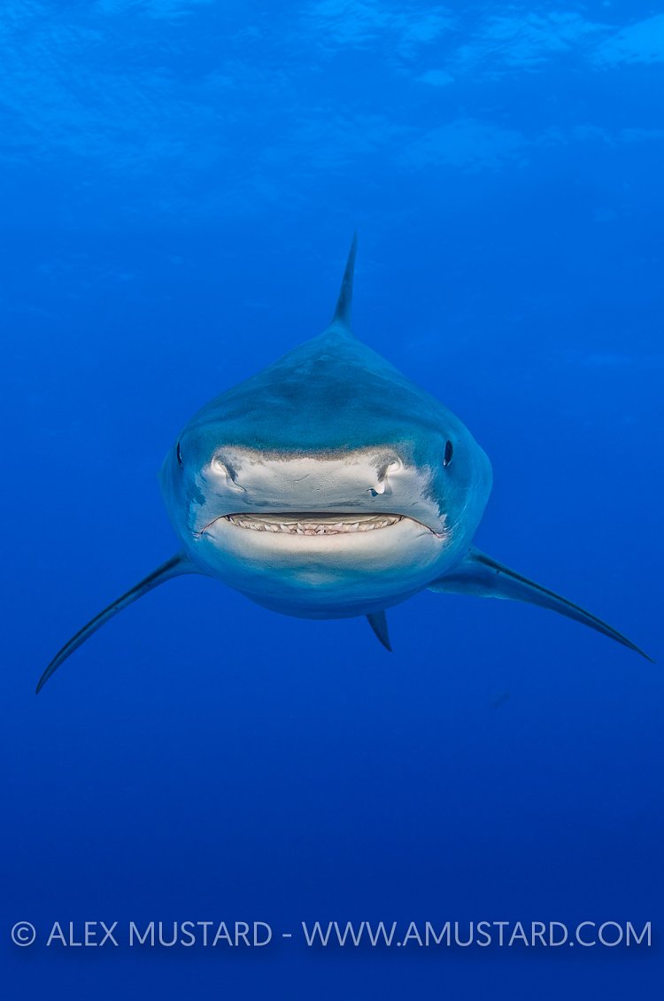 A huge female tiger shark (Galeocerdo cuvier) in open water. Grand Bahama, Northwest Providence Channel, Bahamas. Tropical West Atlantic Ocean.
Canvas extended to make vertical.