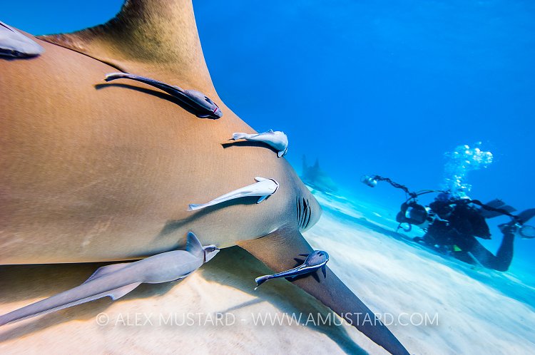 Lemon Shark Approach. Bahamas