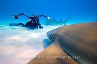 Lemon Shark Approach. Bahamas