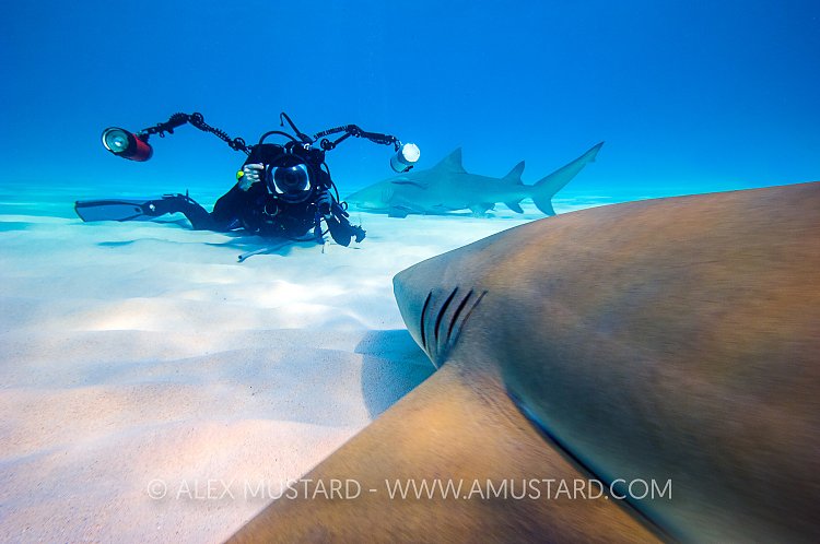 Lemon Shark Approach. Bahamas