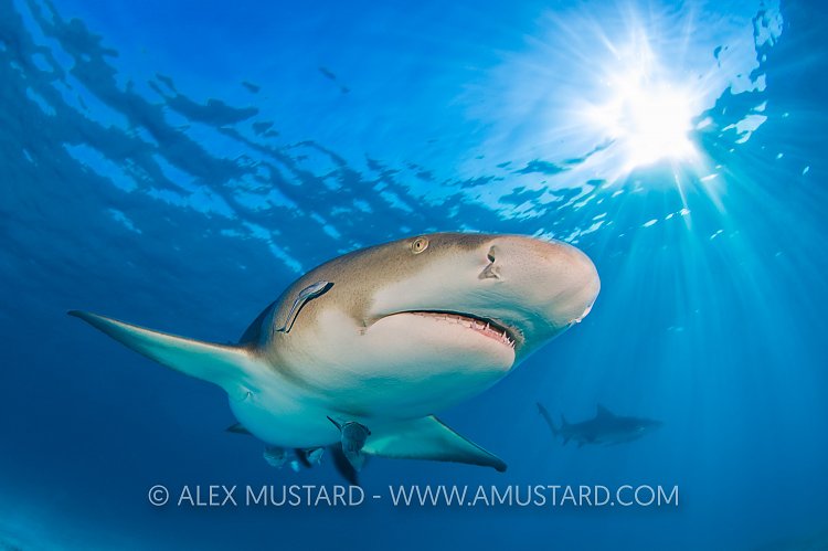 Lemon Shark In Sun. Bahamas