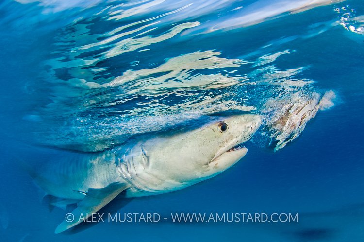 Tiger Shark Feeding. Bahamas