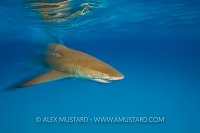 Lemon Shark Movement. Bahamas