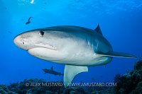 Tiger Shark On Reef. Bahamas