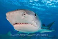 Tiger Shark Up Close. Bahamas
