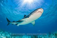 Tiger Shark And Sun. Bahamas