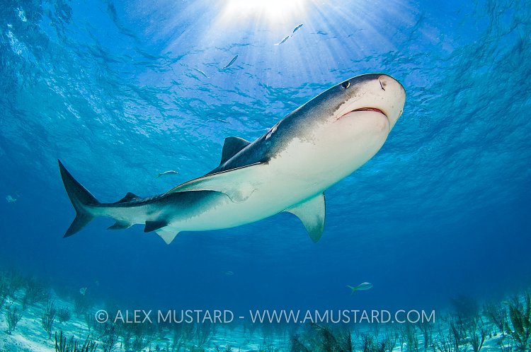 Tiger Shark And Sun. Bahamas