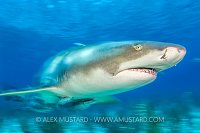 Lemon Shark Blur. Bahamas