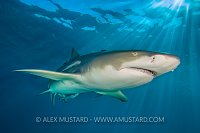 Lemon Shark In Sun. Bahamas