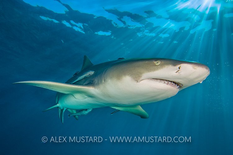 Lemon Shark In Sun. Bahamas