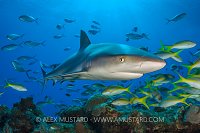 Reef Shark And Fish. Bahamas