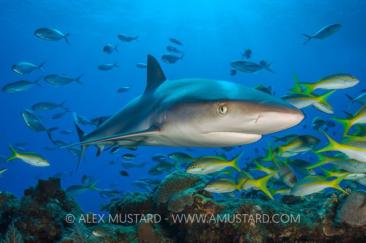 Reef Shark And Fish. Bahamas