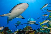 Reef Sharks And Fish. Bahamas