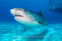 Tiger Shark Portrait. Bahamas