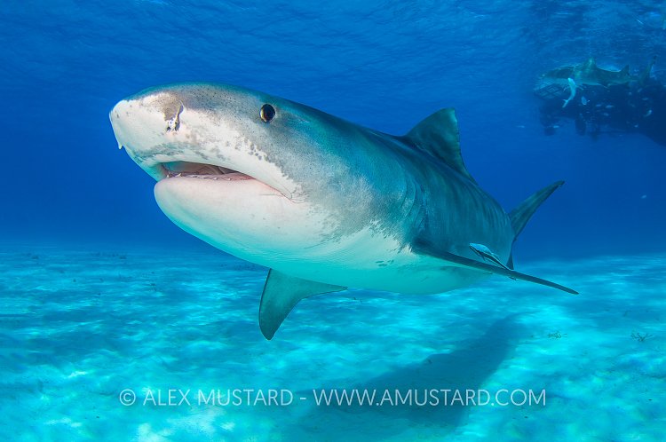 Tiger Shark Portrait. Bahamas