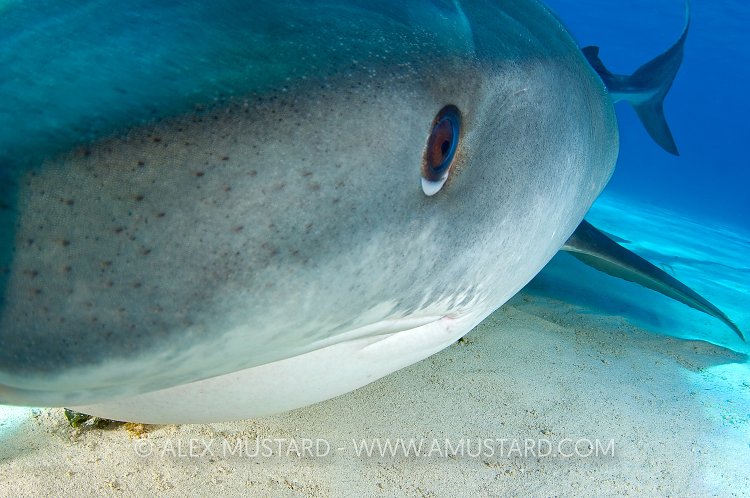 Tiger shark, very close, portrait. Bahamas