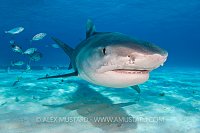 Tiger Shark Pass. Bahamas