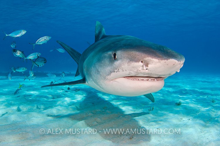 Tiger Shark Pass. Bahamas