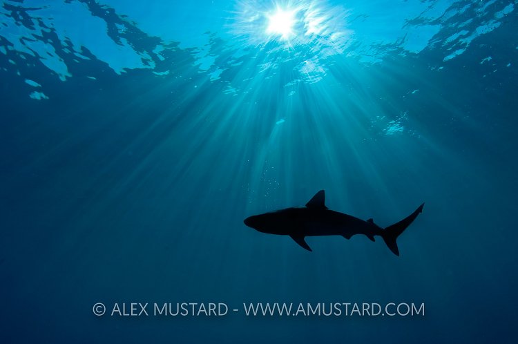 Reef shark silhouette. Bahamas
