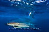 Speeding Shark. Bahamas