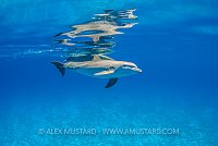 Bottlenose Reflections. Bahamas