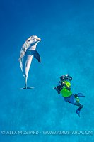 Dolphin Photography. Bahamas