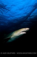 Moody Lemon. Bahamas