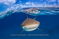 Reef Shark At The Surface. Bahamas
