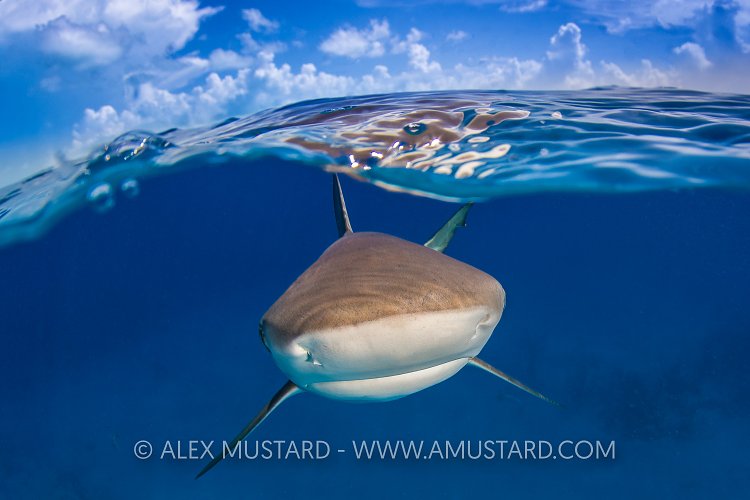 Reef Shark At The Surface. Bahamas