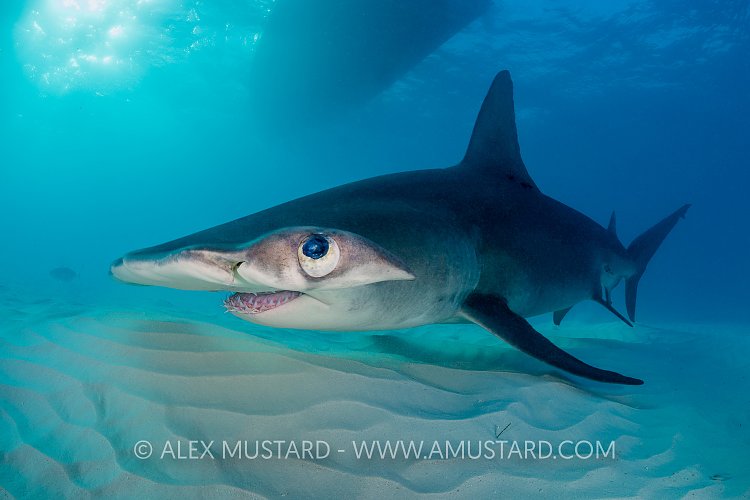 Hammerhead Over Seabed. Bahamas