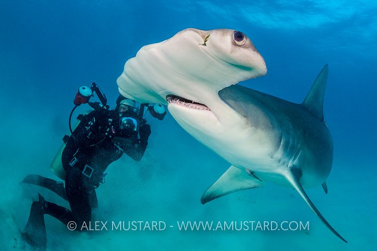 Hammerhead Encounter. Bahamas