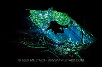 Descending From The Trees. Mexico