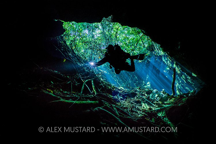 Descending From The Trees. Mexico