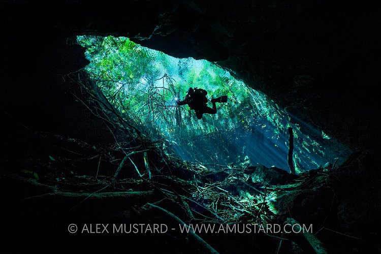 Descending From The Trees. Mexico
