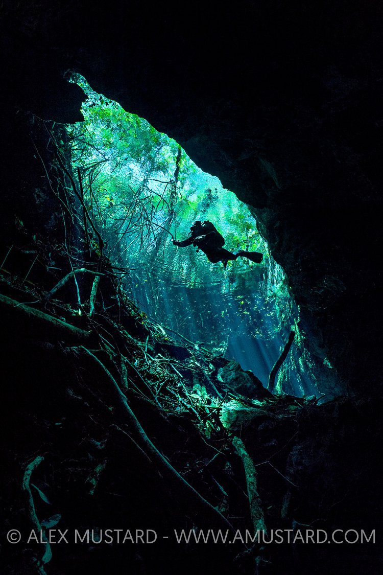 Descending From The Trees. Mexico