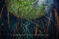 Sheltering In Mangroves. Mexico